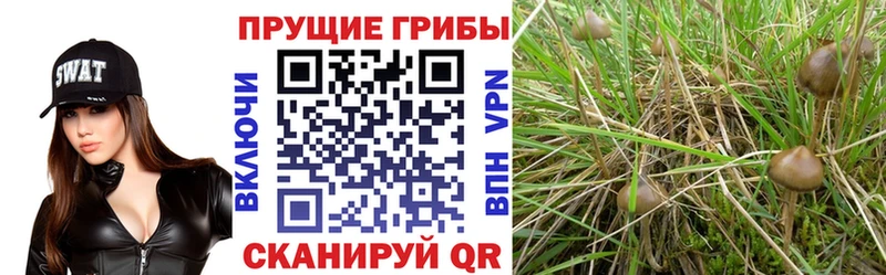 Галлюциногенные грибы GOLDEN TEACHER продажа наркотиков Приморск